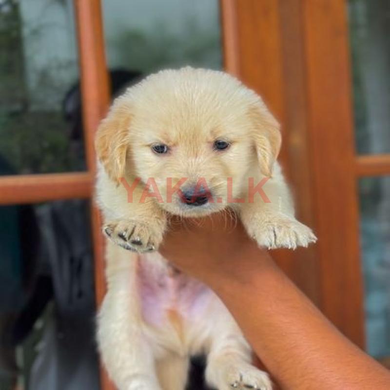Golden Retriever Puppy