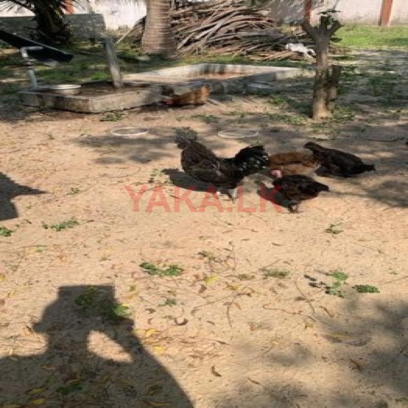 கருங்கோழி