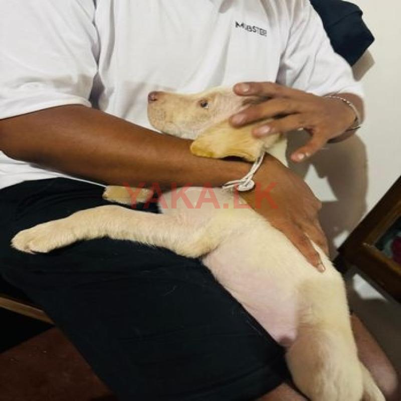 Labrador Retriever Puppy