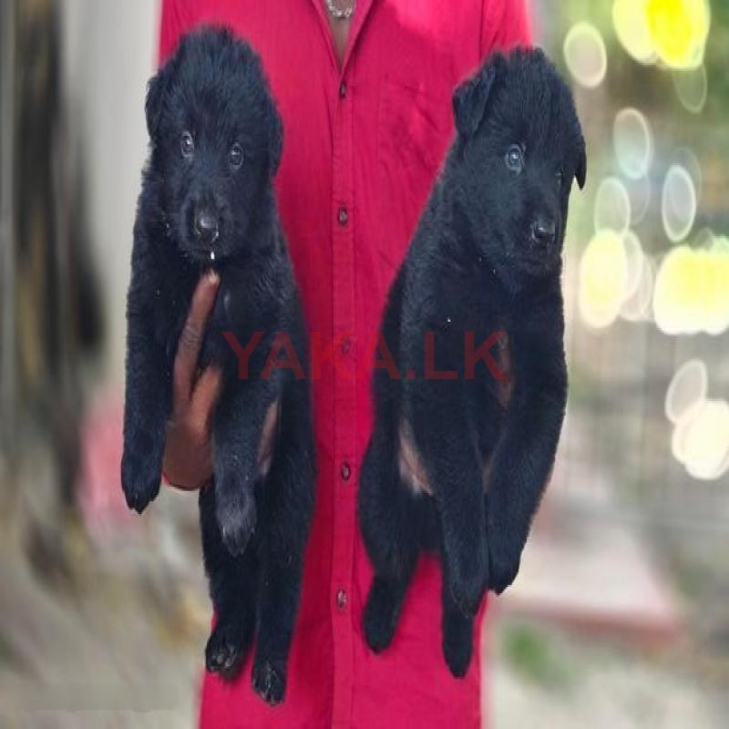 Belgian Shepherd puppies