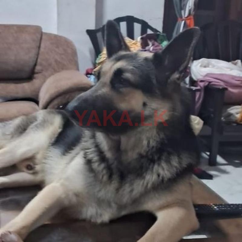 German Shepherd for Crossing