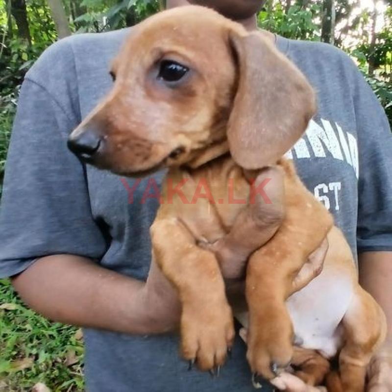 Dachshund Puppy