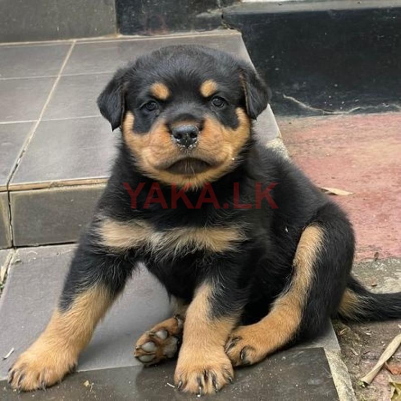 Rottweiler Puppies