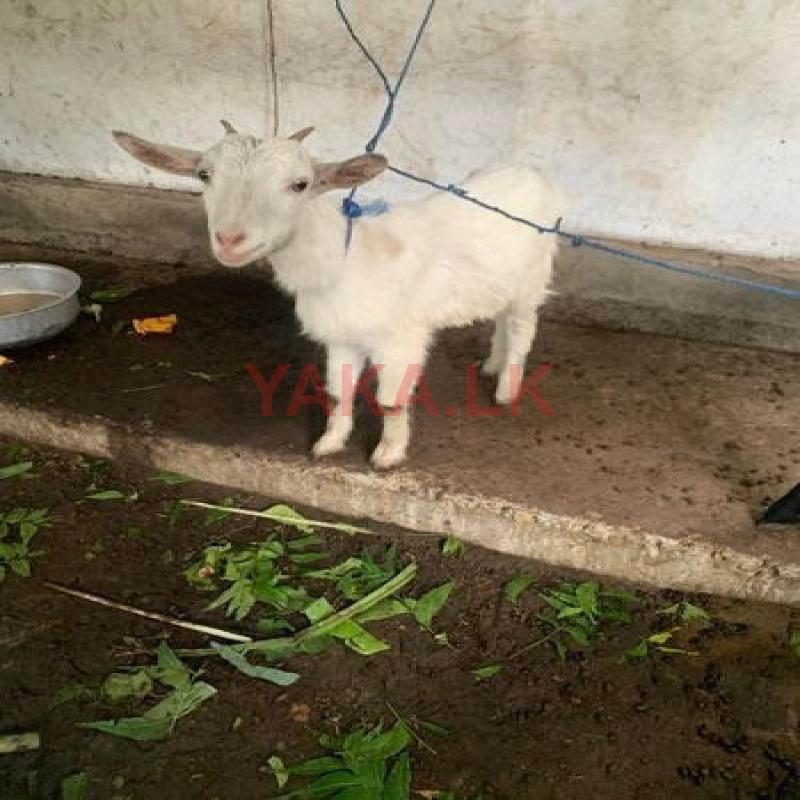 ஆடு Goat