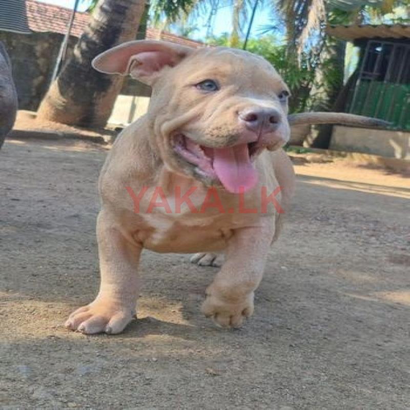 Amrican bully puppies
