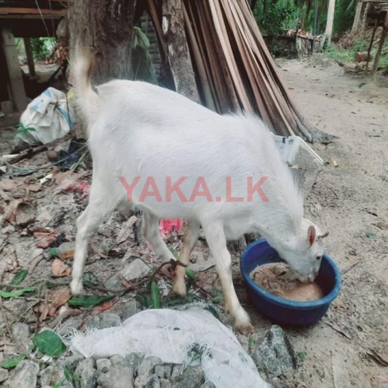 கிடாய் ஆடு