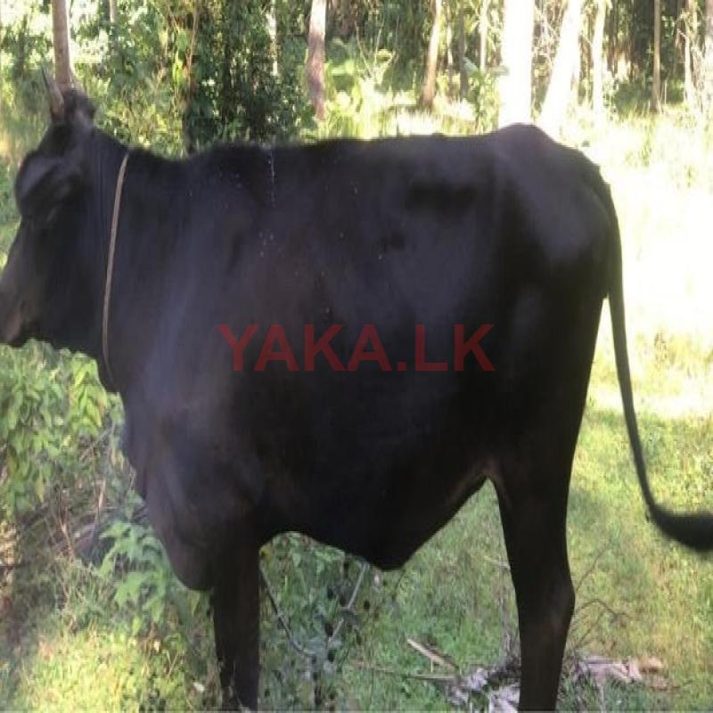 වැස්සි නෑම්බි