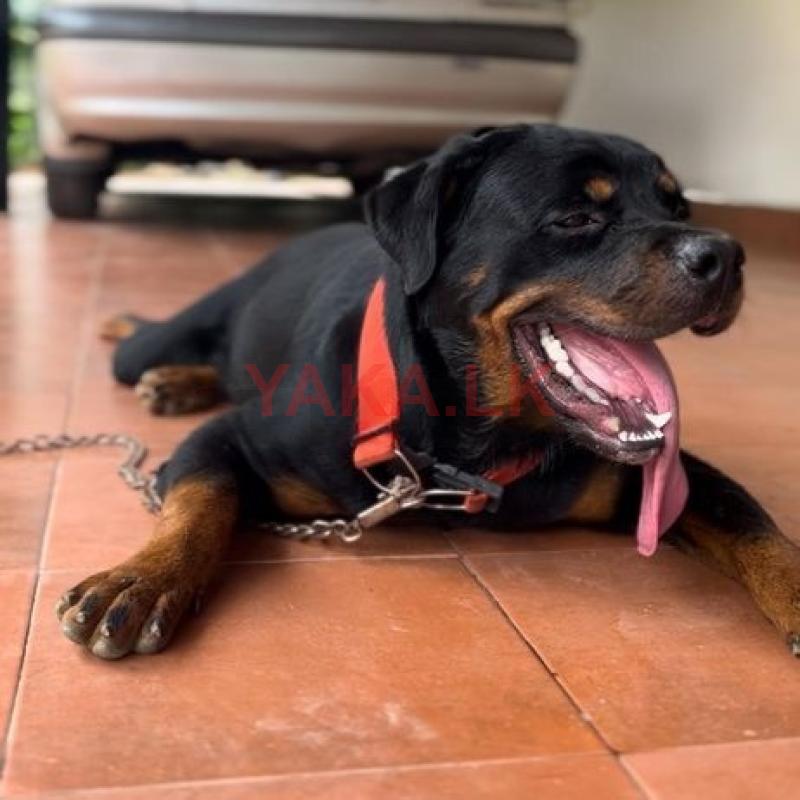 Rottweiler සමග කූඩුවත්