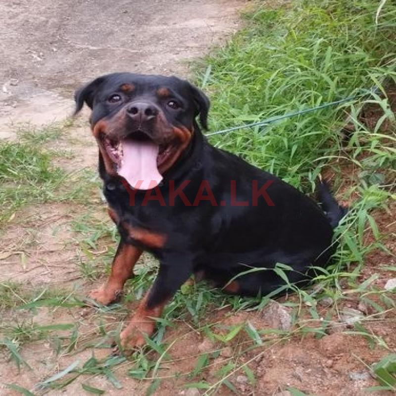 Rottweiler Dog