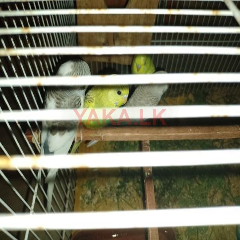 Love Bird Young Pair