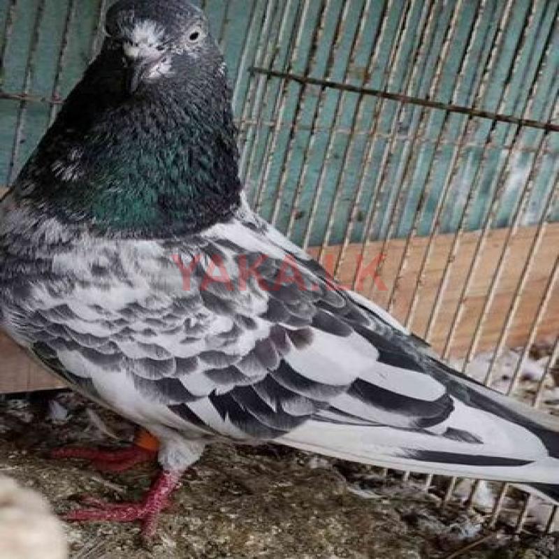 Pakistan Pigeon