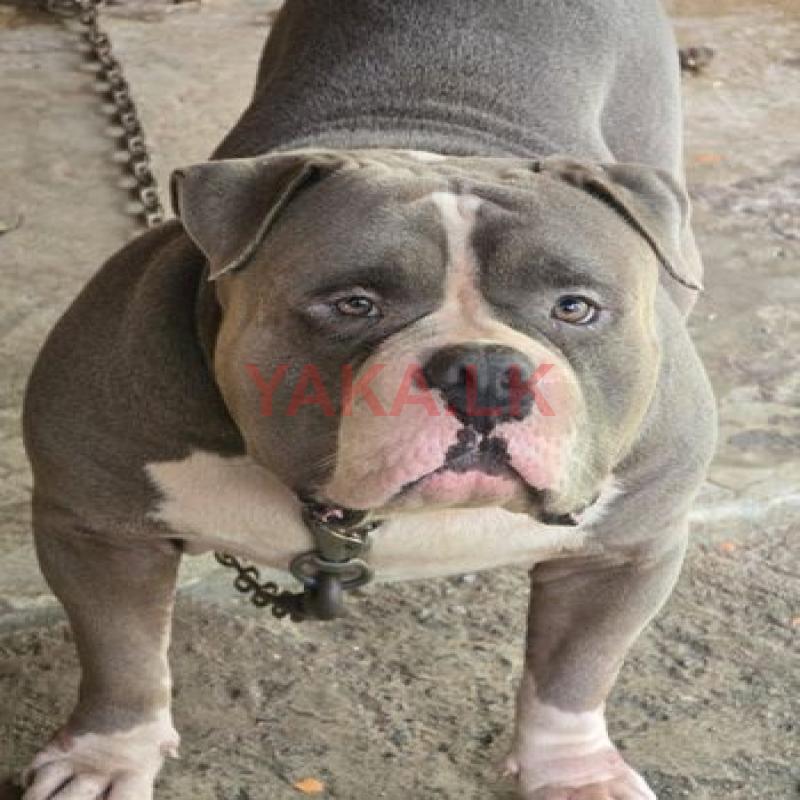 Standed American Bully Female