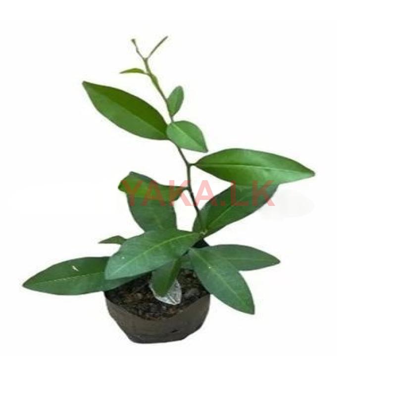 යකි නාරං