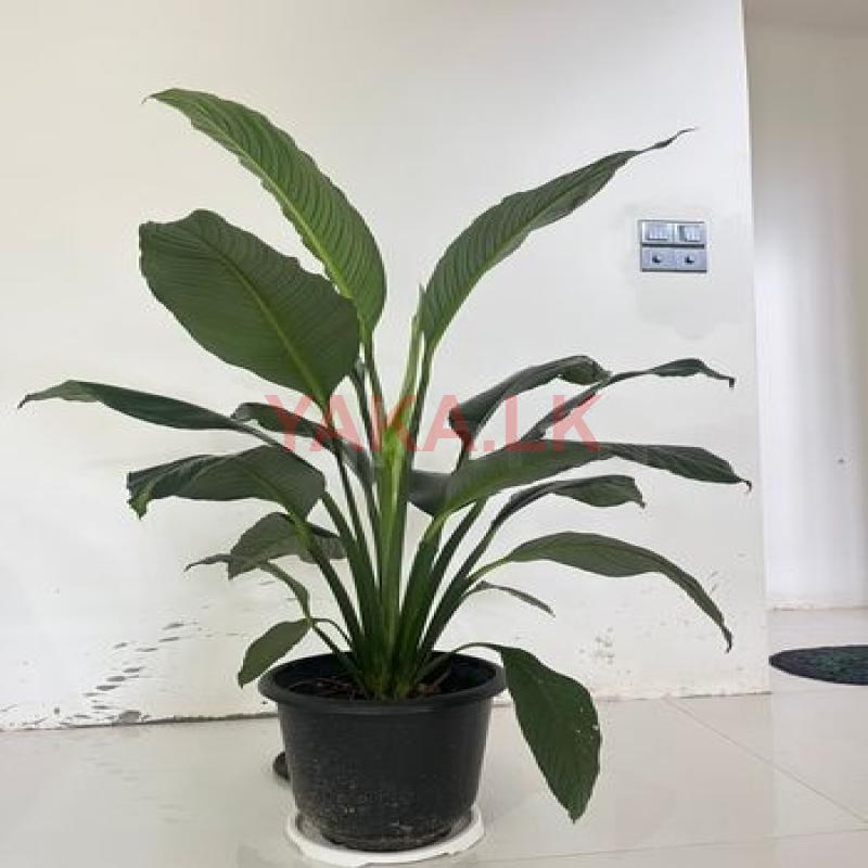 Peace Lily Giant Plant