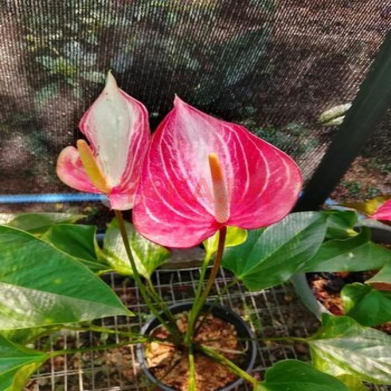 ඇන්තූරියම් පැල