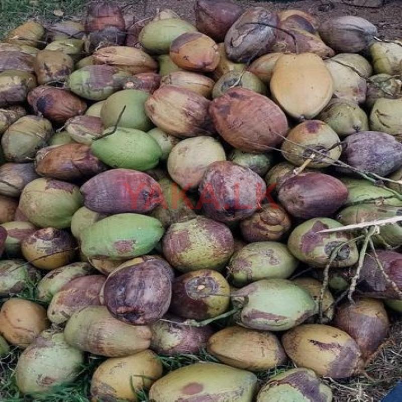 Coconut පොල්