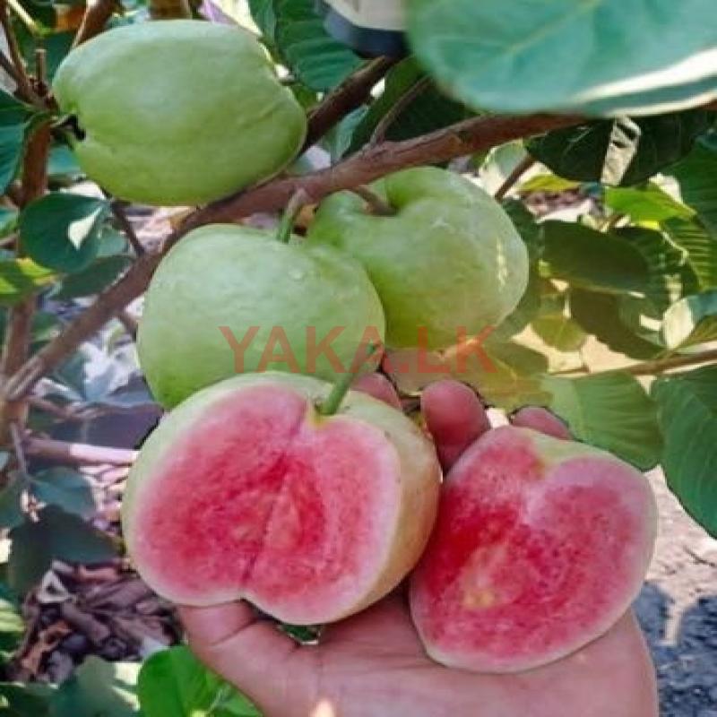 தாய்வான் பிங் கொய்யா