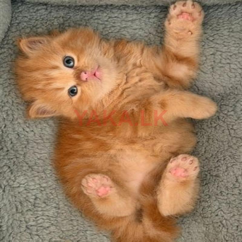 Persian Kitten