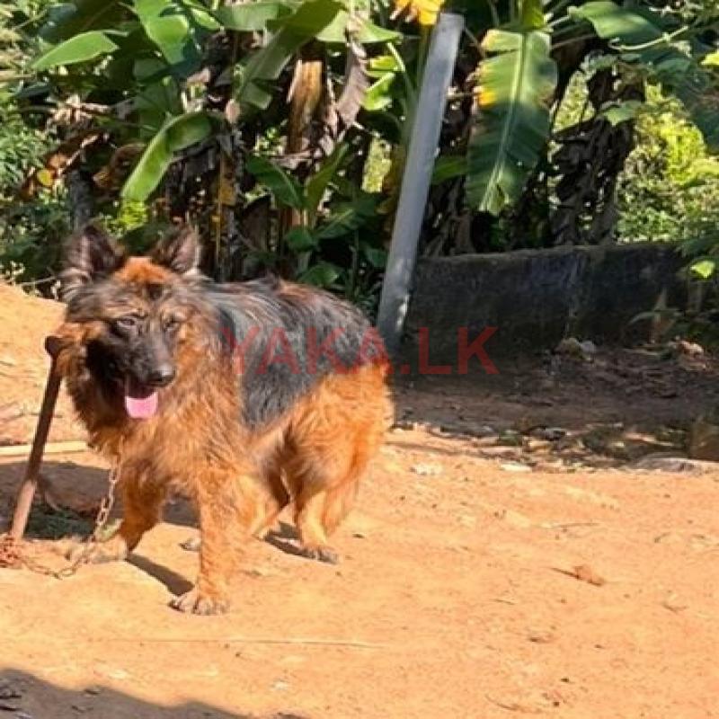 Lion Shepherd Dog for Crossing