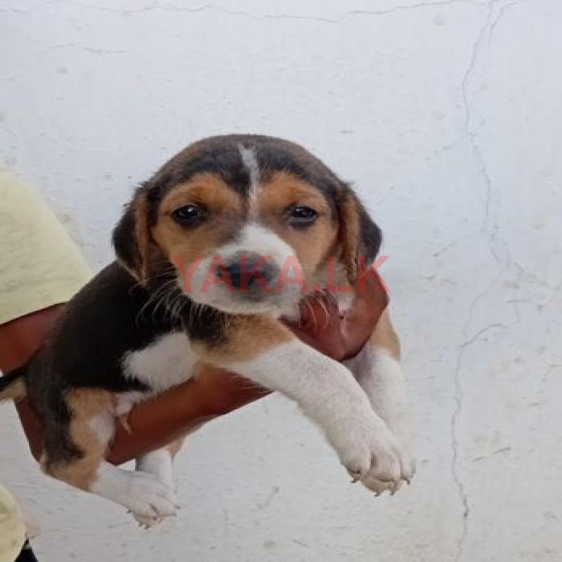 බීගල් බල්ලන්