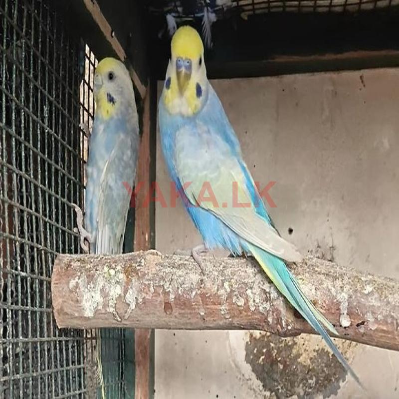 Rainbow Budgerigar Love Birds