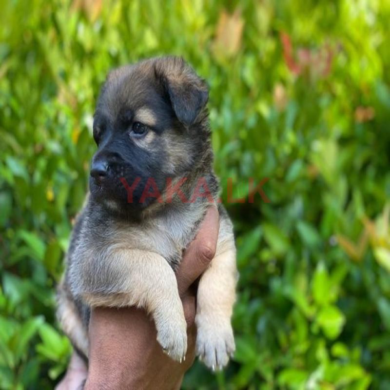 German Shepherd Puppy