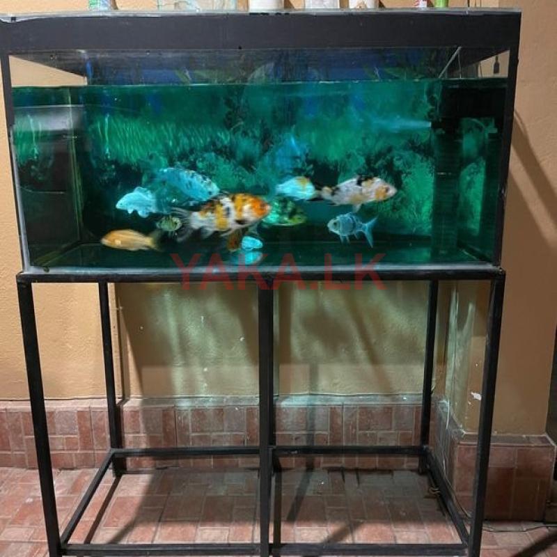 Fish Tank