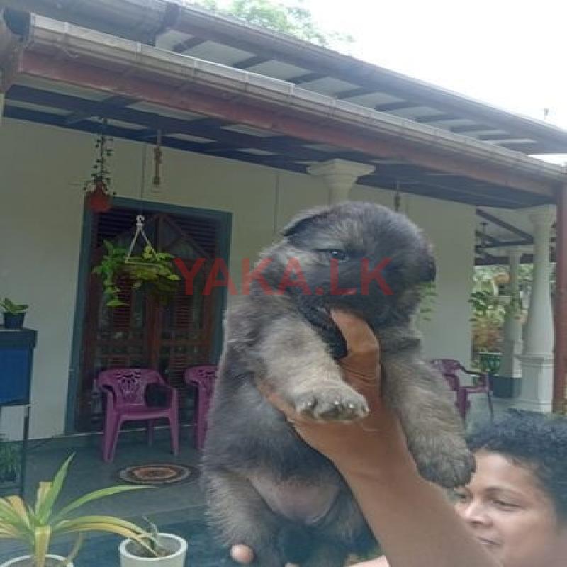 German Shepherd Puppy