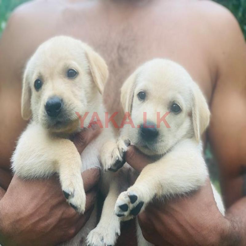 Labrador Puppies