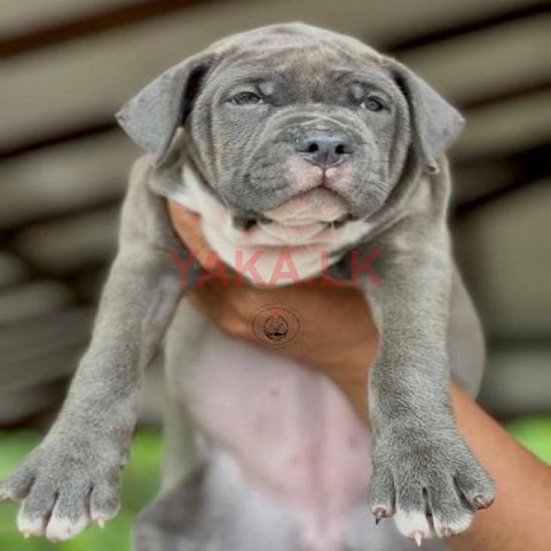 American Bully Puppies