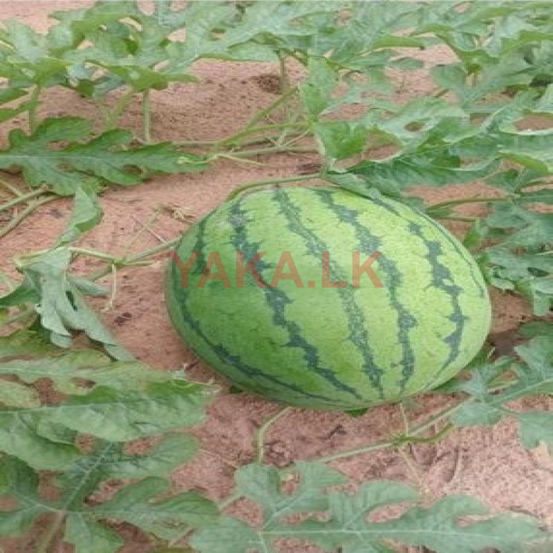 Water Melon