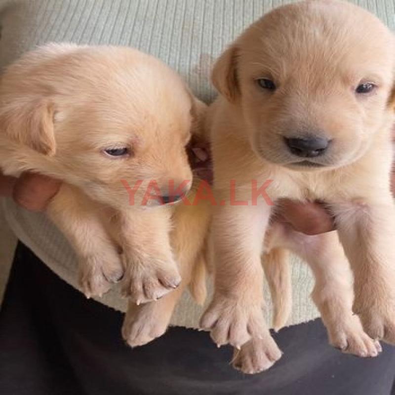 Labrador Puppies
