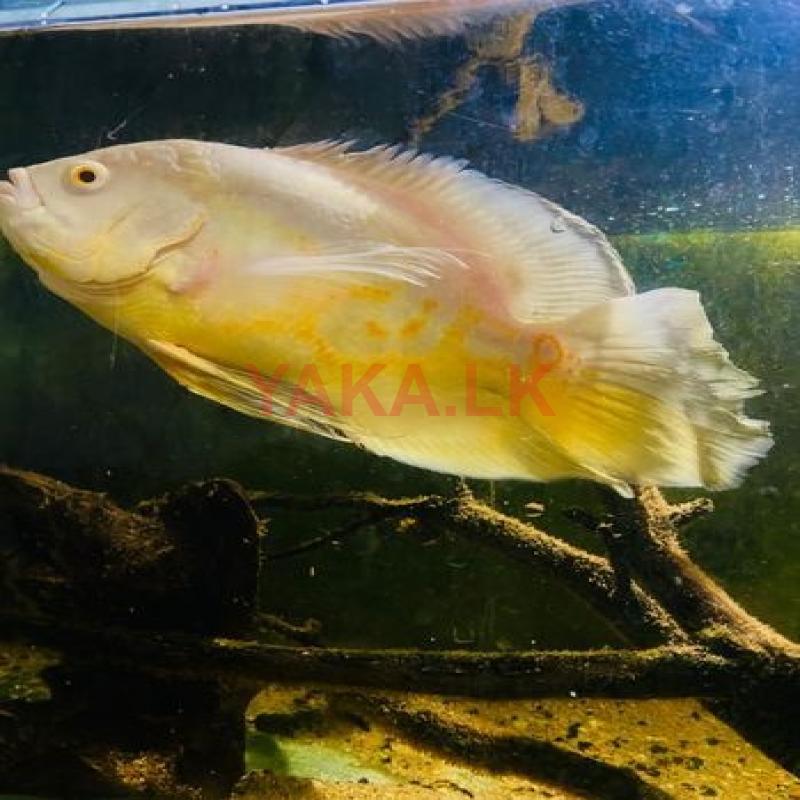 Albino Wail Tail Oscar Fish