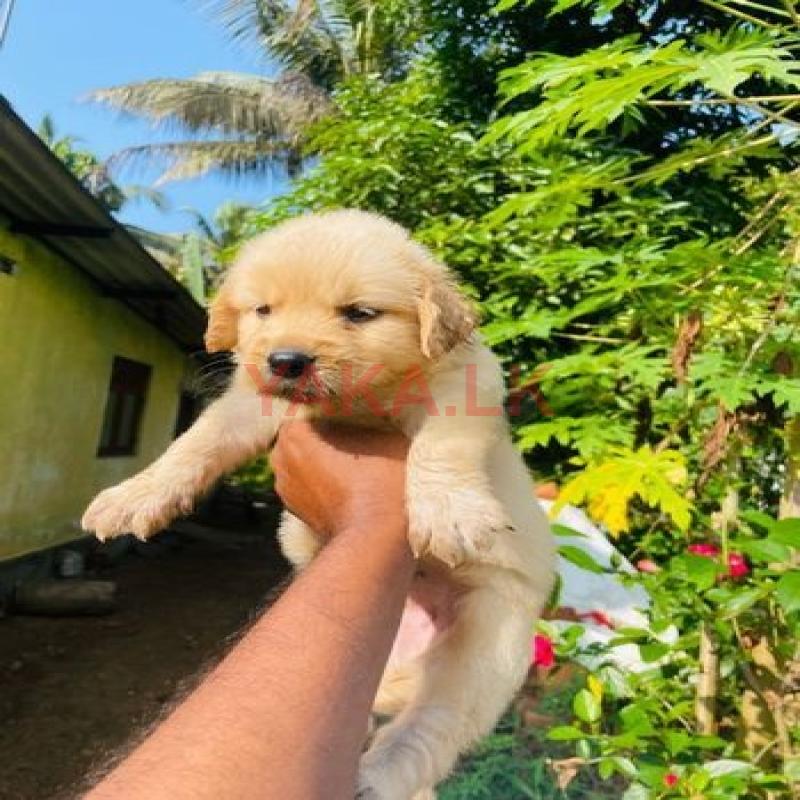 Golden Retriever Puppy