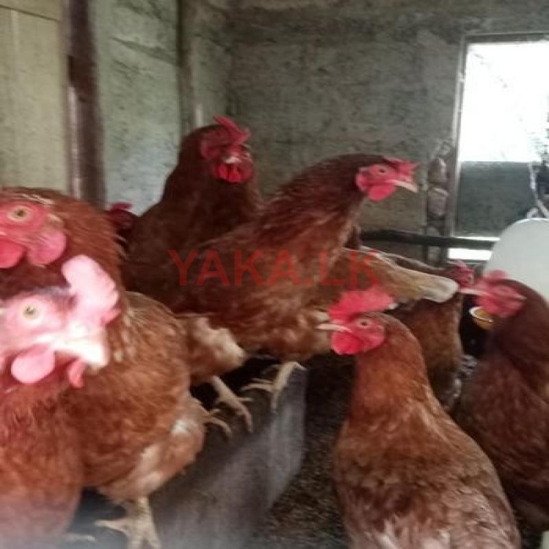 කිකිලියන්