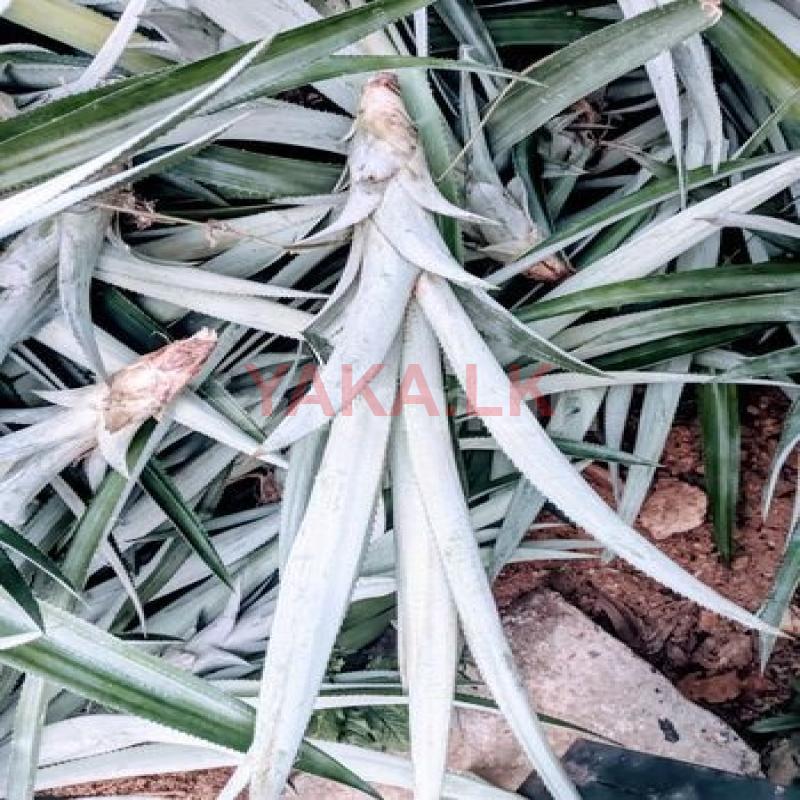 අන්නාසි පැල