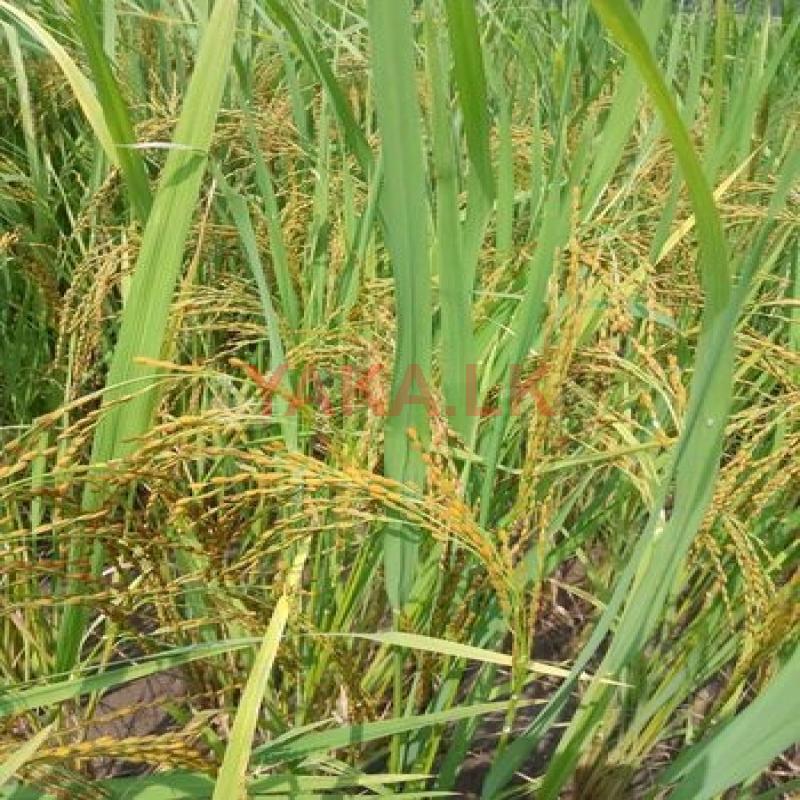 කාබනිකව වගා කල සුවදැල් බිත්තර වී