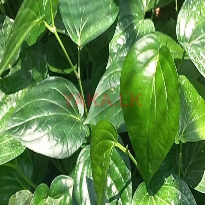 வெற்றிலை கன்று