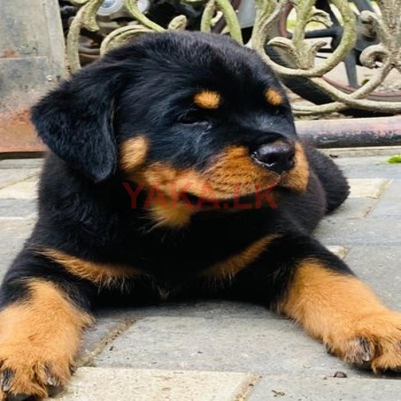Rottweiler Puppies