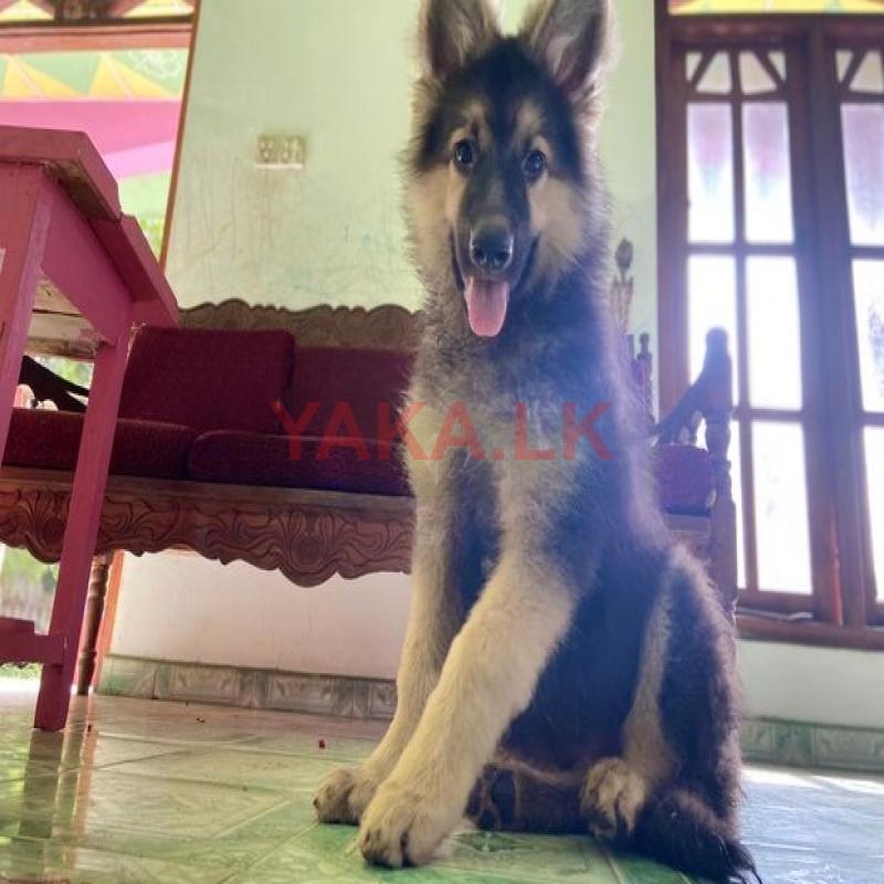 Lion Shepherd Puppy Male for Crossing