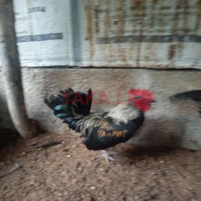 බැන්ටම් කුකුළන්