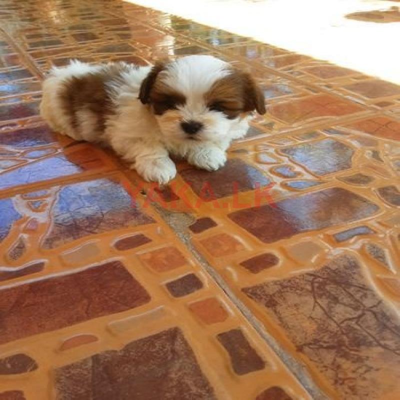 Shih Tzu Puppies