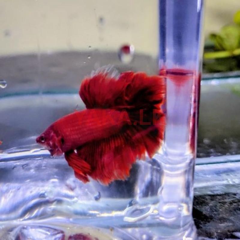 Rose Tail Betta Fish