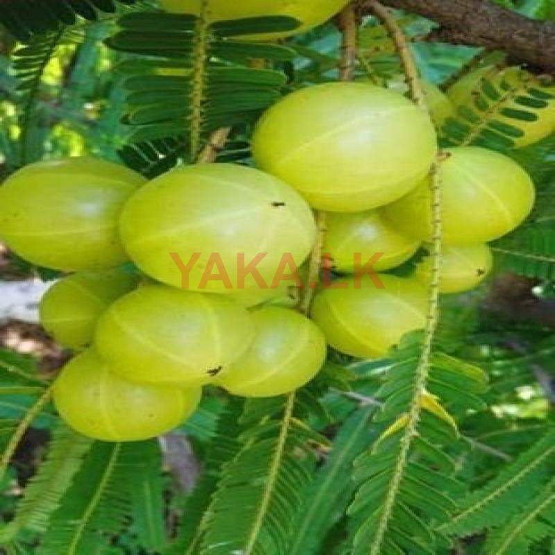 இந்தியன் ஒட்டு நெல்லி