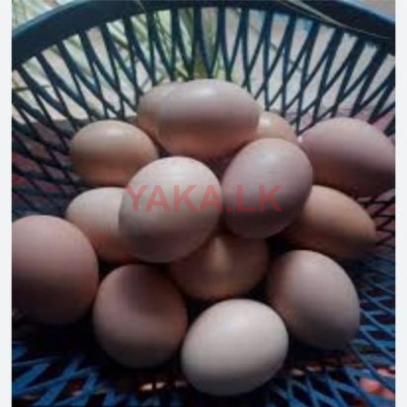 ஊர் முட்டை