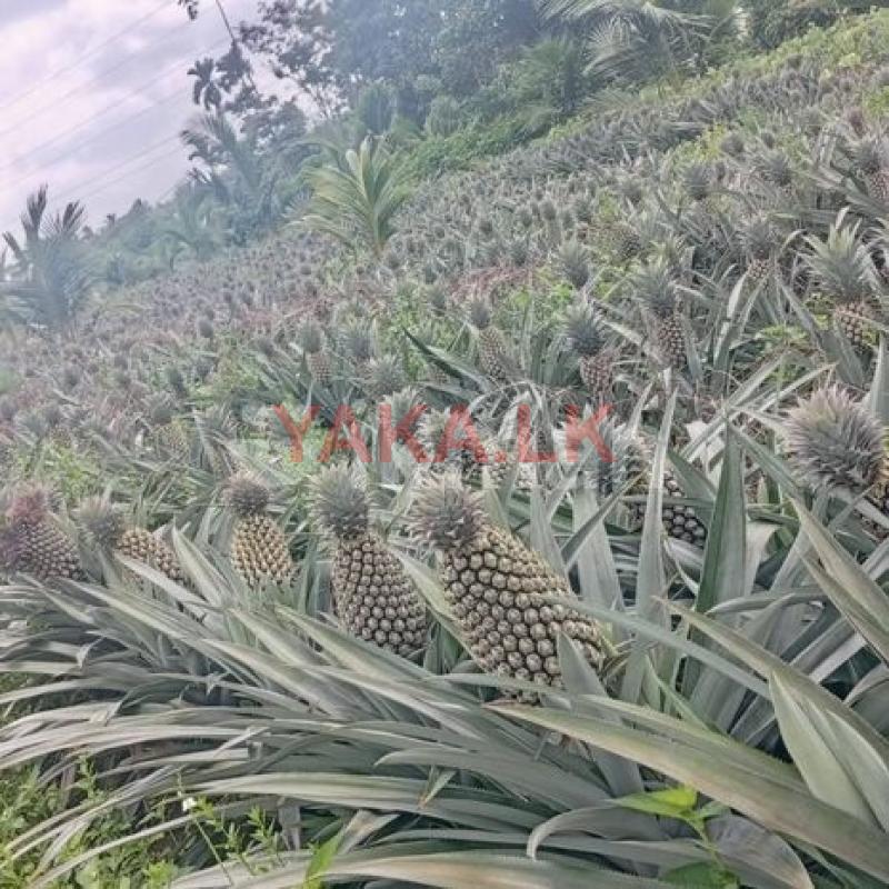 අන්නාසි