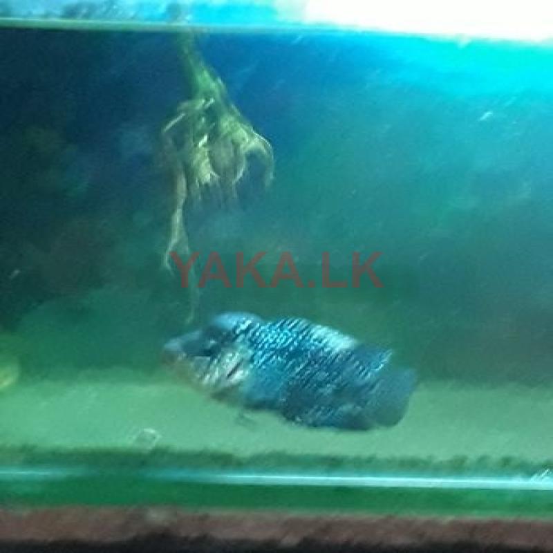 Flowerhorn Male Fish