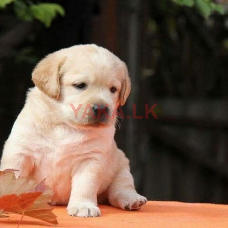 Labrador Puppies