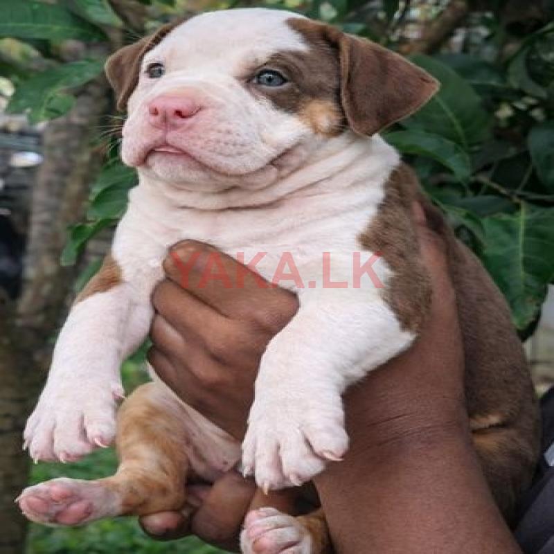 American Bully Puppy
