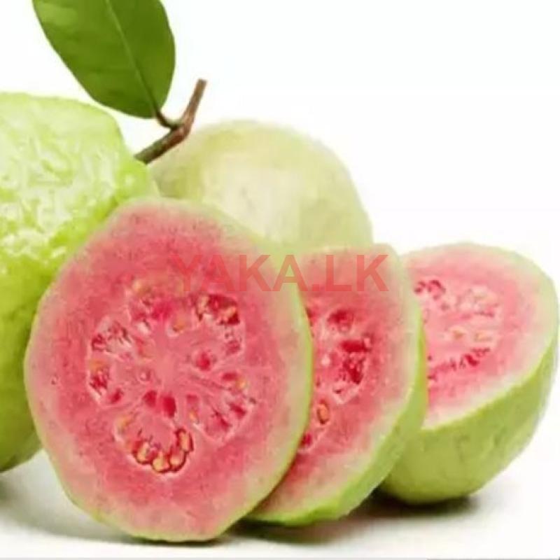 இந்தியன் கொய்யா